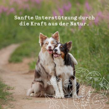 - Kopie